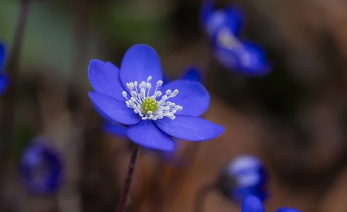 butterfly即刻短文