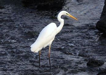 Hexo里animated 动画的使用方法